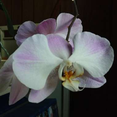 Phalaenopsis