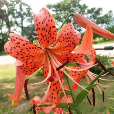 Lilium lancifolium