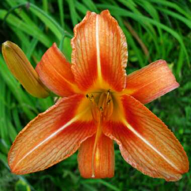 Hemerocallis