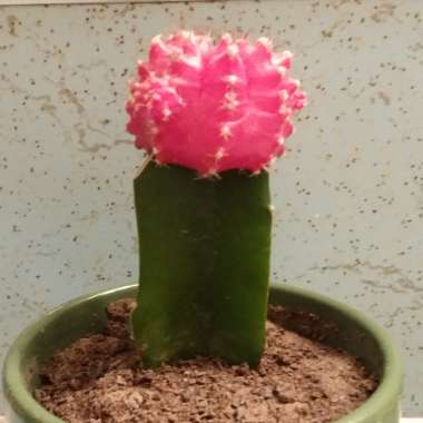 Gymnocalycium mihanovichii (Graft)