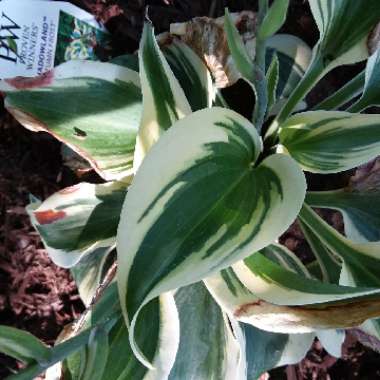 Plantain Lily 'Autumn Frost'