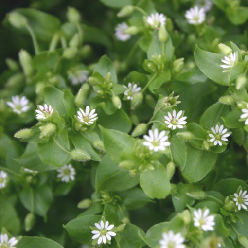 Plant image Cerastium Fontanum