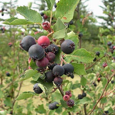 Plant image Amelanchier