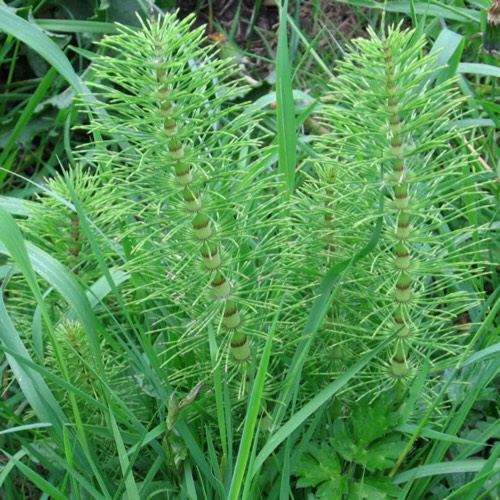 Plant image Equisetum arvense