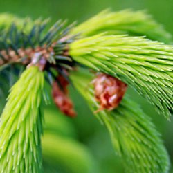 Plant image Picea