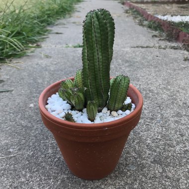 Euphorbia anoplia