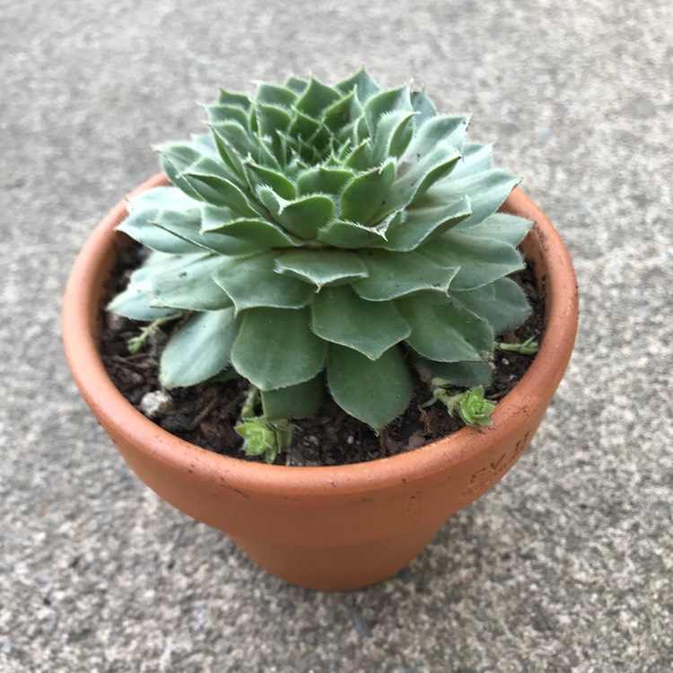 Plant image Sempervivum Green Wheel