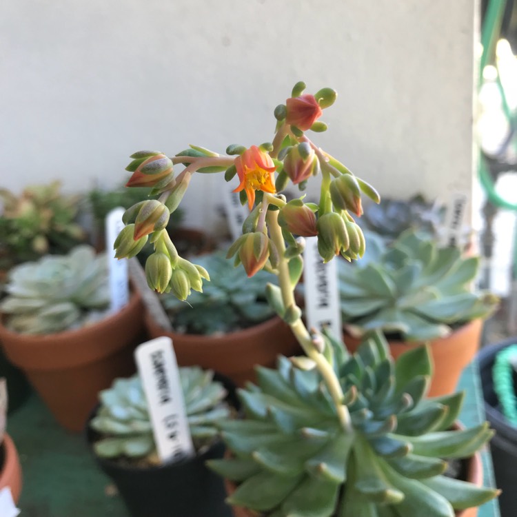 Plant image Echeveria Gusto