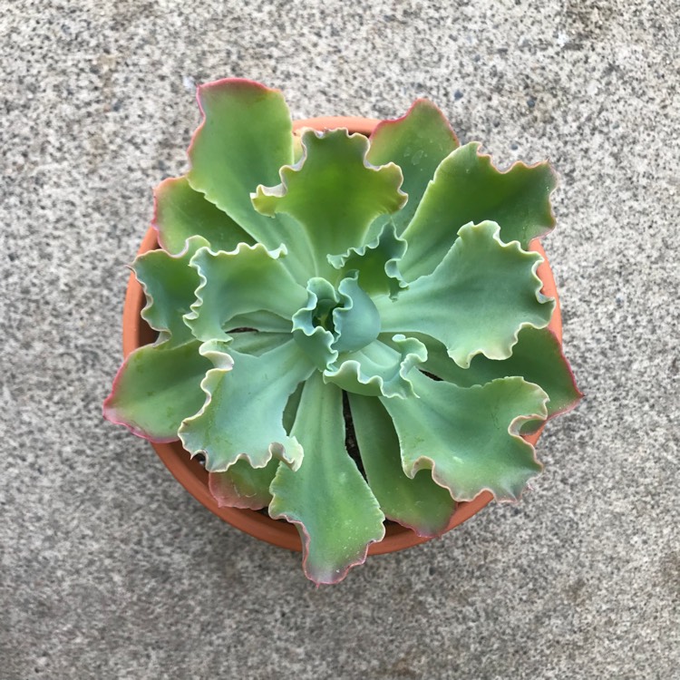 Plant image Echeveria Meridian