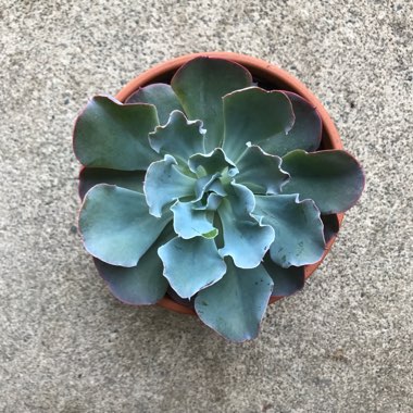 Echeveria 'Blue Waves'