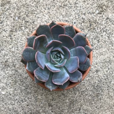 Echeveria 'Orion'