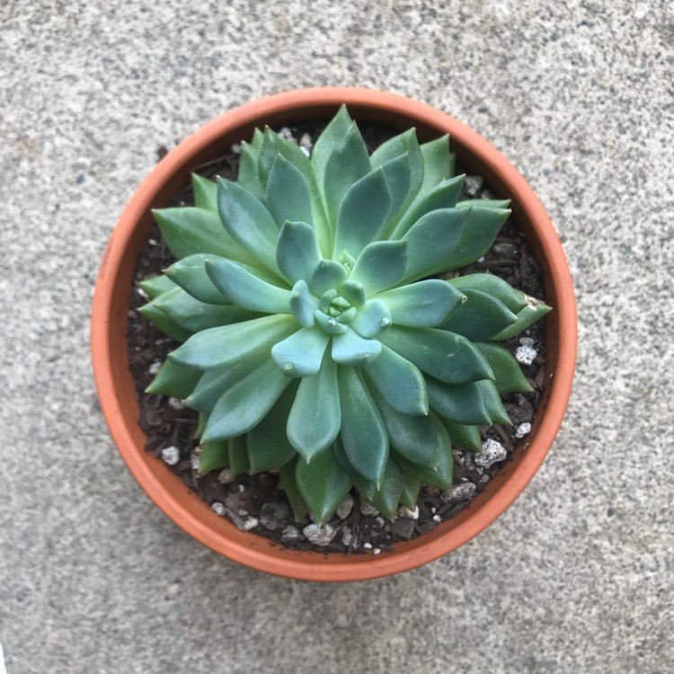 Plant image Echeveria Gusto