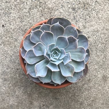 Echeveria 'Lilacina'