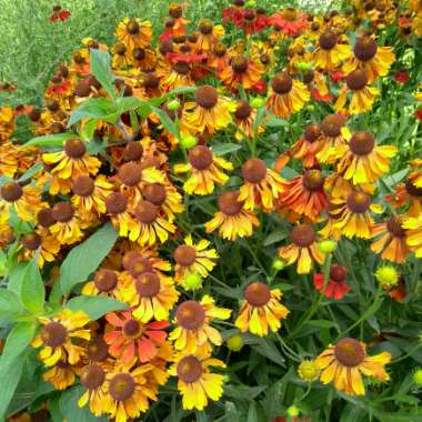 Sneezeweed 'Flammendes Kathchen'