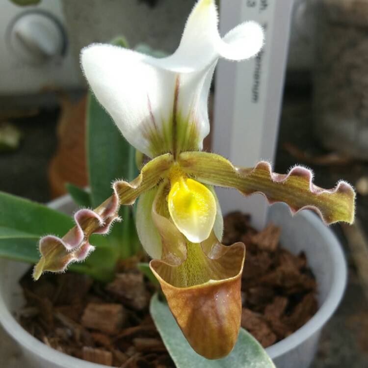 Plant image Paphiopedilum Tranlienianum