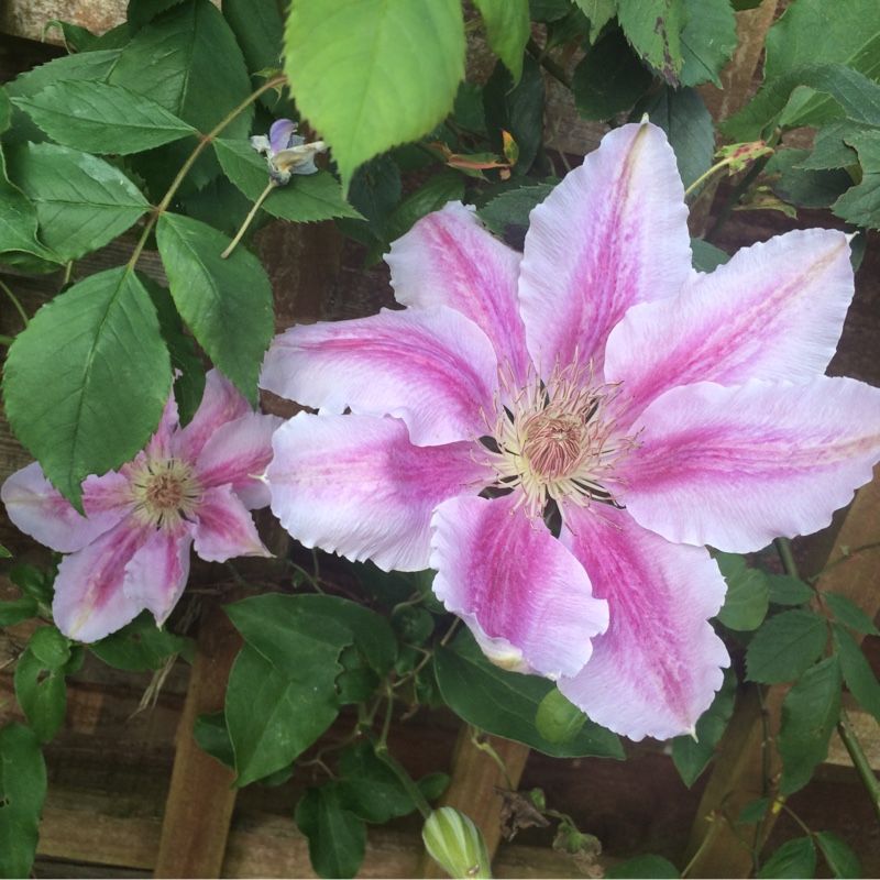 Clematis 'Bees Jubilee'