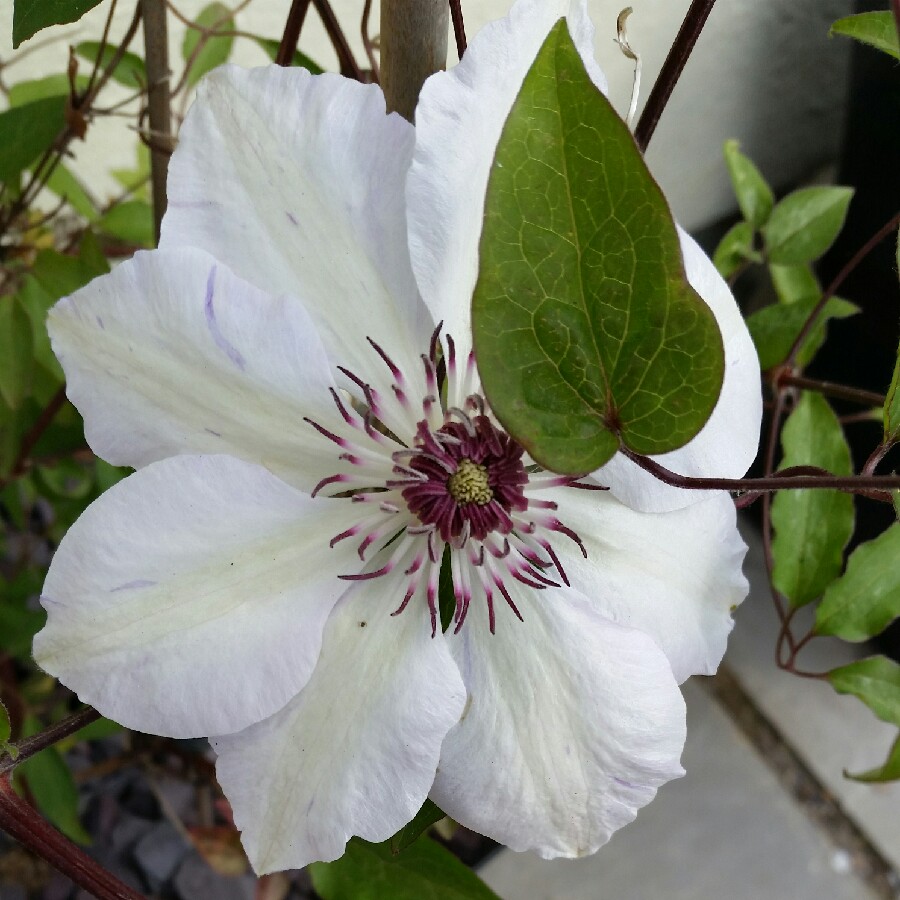 Clematis 'Miss Bateman'