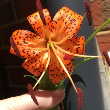 Lily (Species) Tiger Lily 'Splendens'