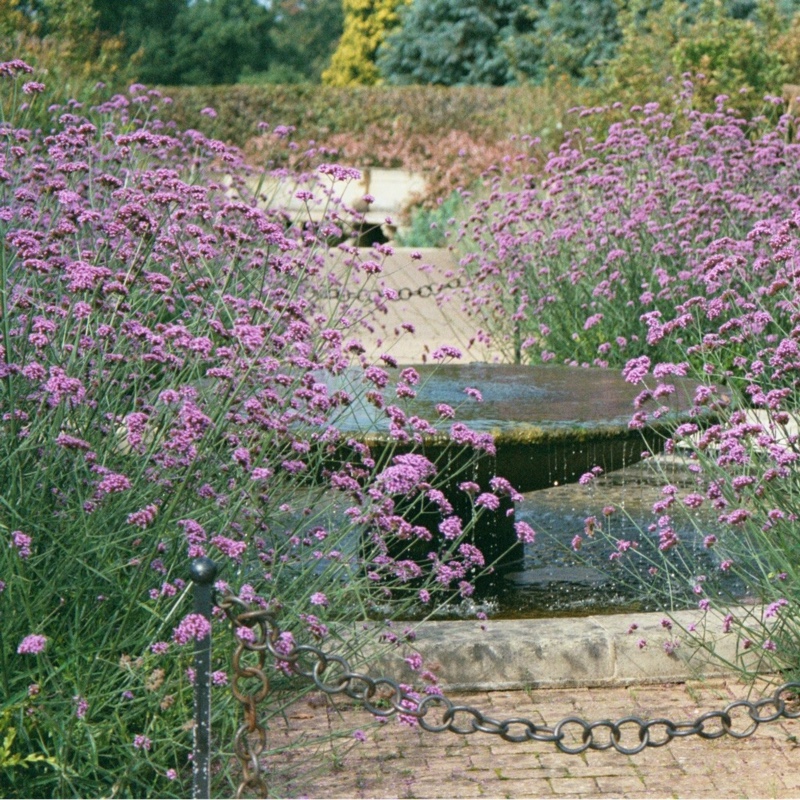 Verbena bonariensis