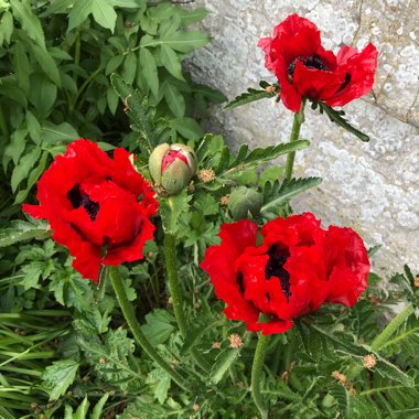 Arctic Poppy