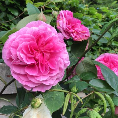 Rose 'Zephirine Drouhin' (Bourbon)