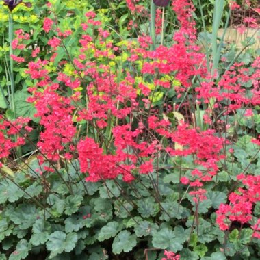 Alumroot 'Apple Crisp'