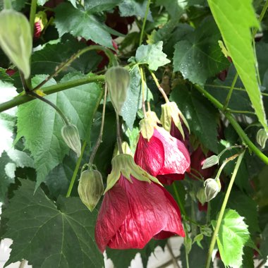 Fowering Maple 'Red Trumpet'