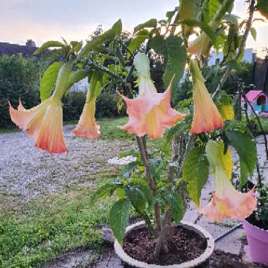 Angel's Trumpet