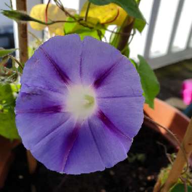 Blue Morning glory