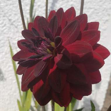 Border Dahlia