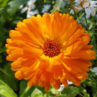 Pot Marigold