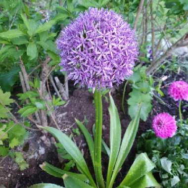 Allium 'Gladiator'