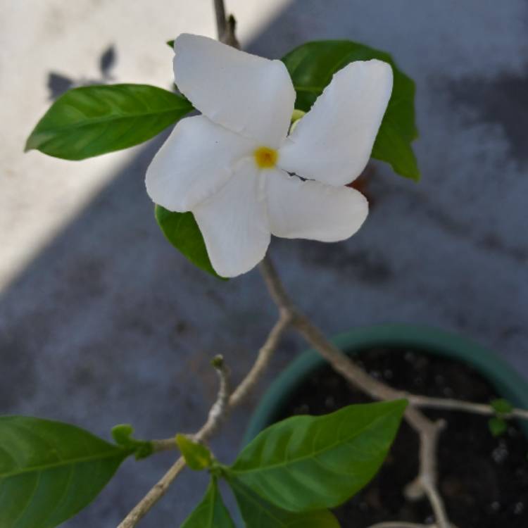 Plant image Plumeria pudica 'Golden Arrow'