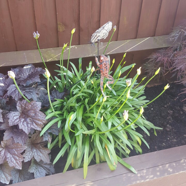 African Lily 'Headbourne Hybrids'