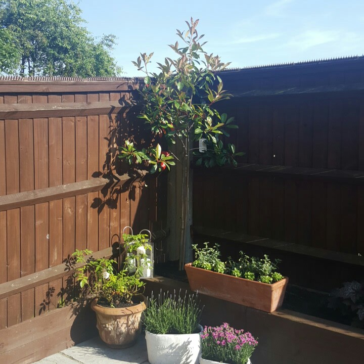 Photinia 'Red Robin'