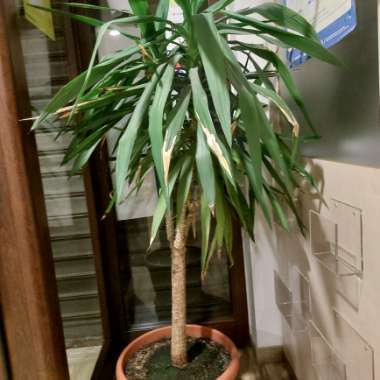 Dracaena fragrans 'Massangeana'