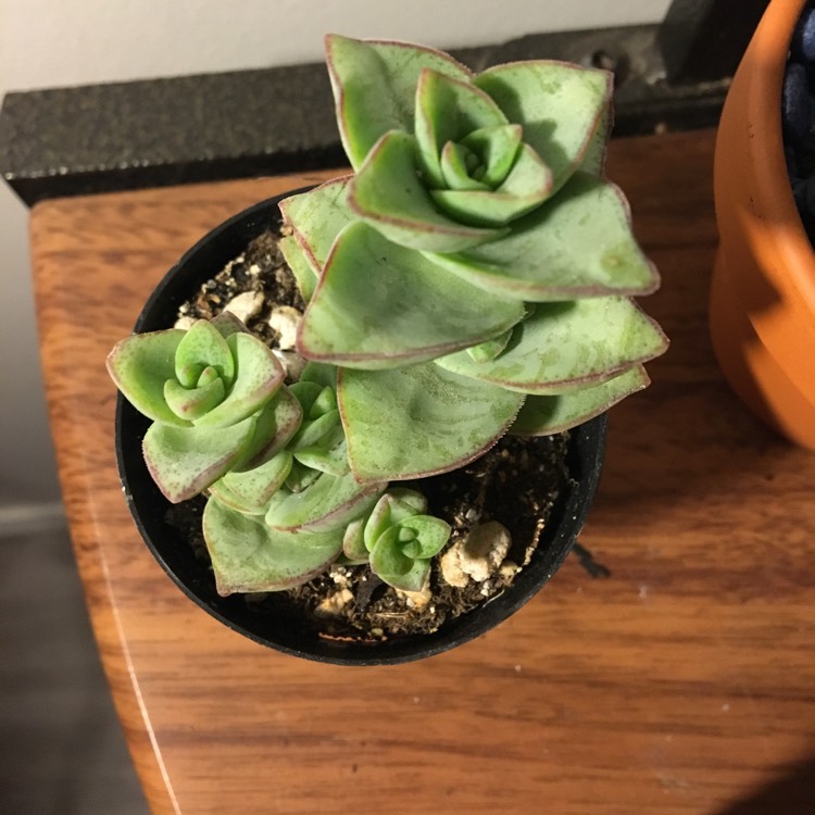 Plant image Crassula Perforata 'Giant Box'