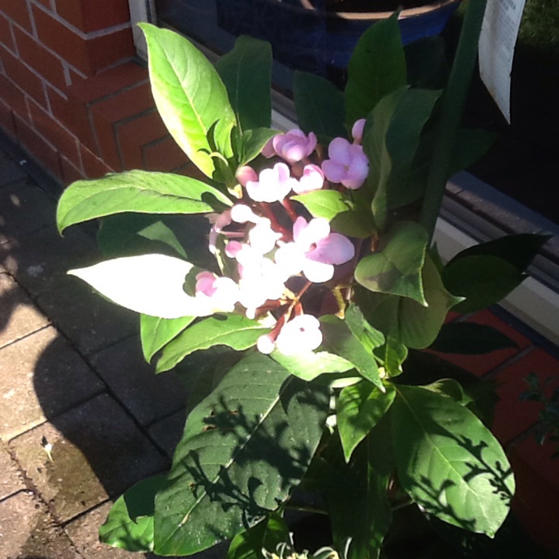 Plant image Luculia grandifolia