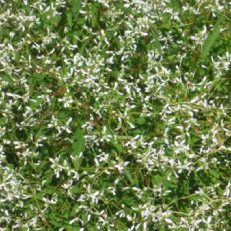 Plant image Euphorbia leucocephala 'Snow Flake'