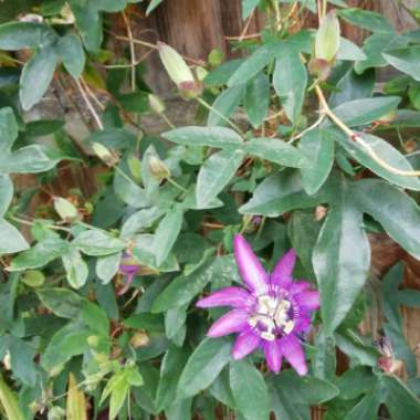 Passion Flower 'Rubra'