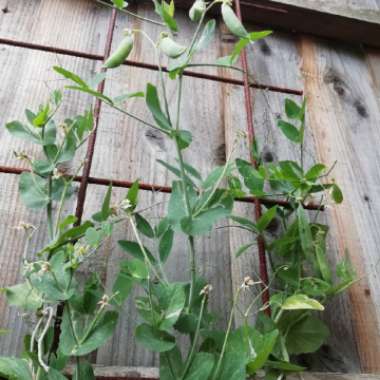 Sugar Snap Pea 'Sugar Ann'