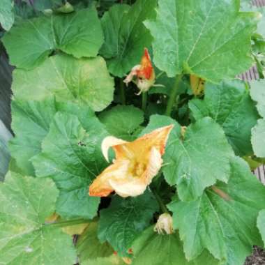 Courgette 'All Green Bush'