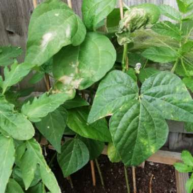 Climbing French Beans 'Emerite'