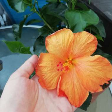 Tropical Hibiscus