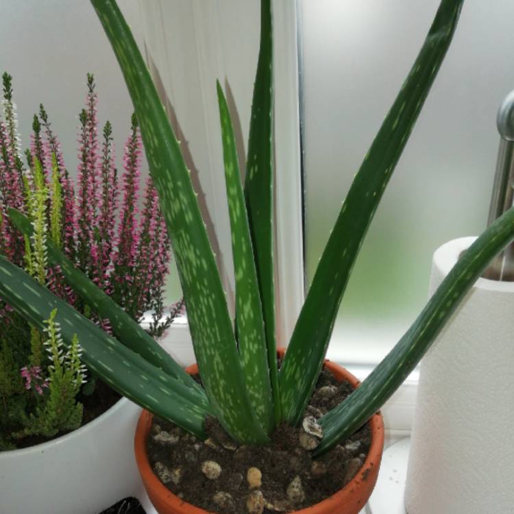 Plant image Aloe hybrid 'Always Red'