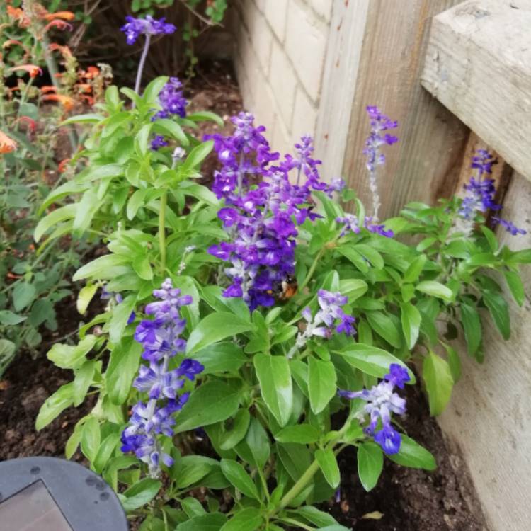 Plant image Salvia x sylvestris 'Balsalarv' syn. Salvia x sylvestris 'Blue Marvel', Salvia nemorosa 'Blue Marvel'