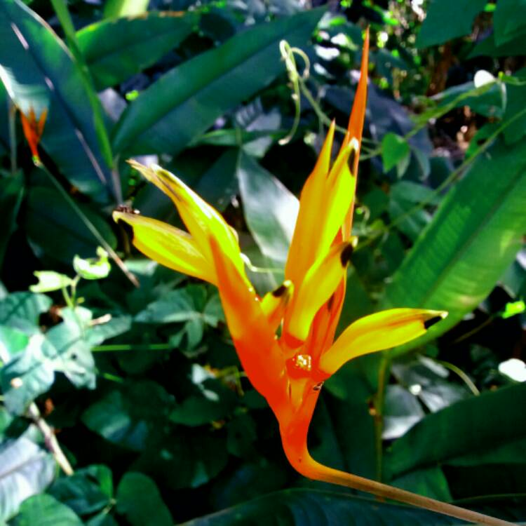 Plant image Heliconia