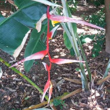 Heliconia