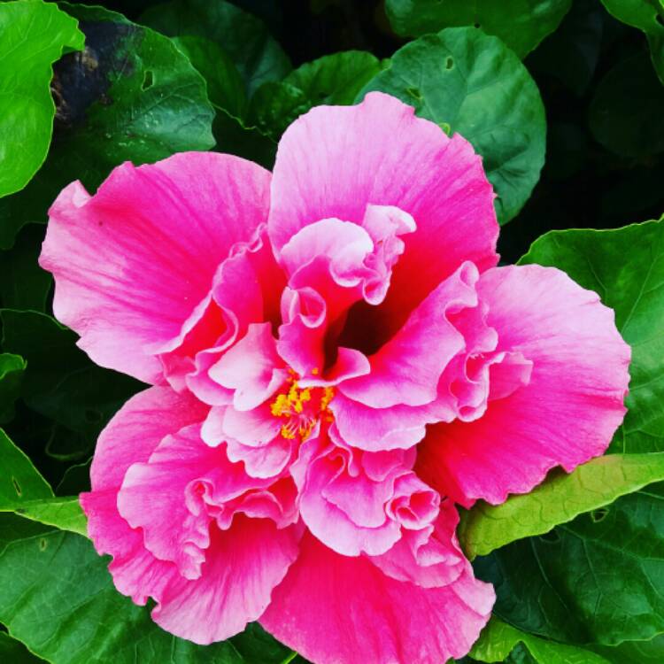 Plant image Hibiscus rosa-sinensis 'Apricot Brandy'