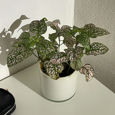 Polka dot plant 'Triple Splash'